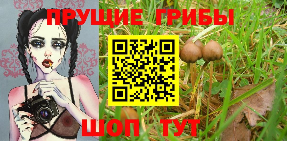 Галлюциногенные грибы Cubensis Бердск
